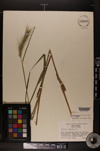 Elymus glabriflorus image