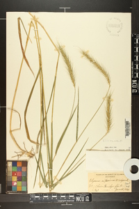 Elymus villosus image