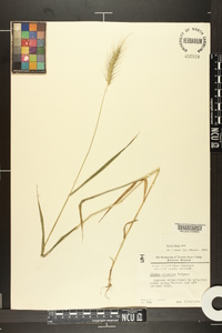 Elymus villosus image