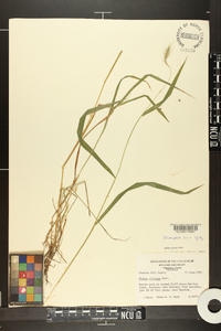 Elymus villosus image
