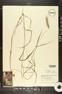 Elymus villosus var. arkansanus image