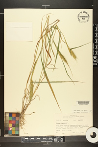 Elymus virginicus var. virginicus image
