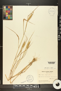 Elymus virginicus var. virginicus image