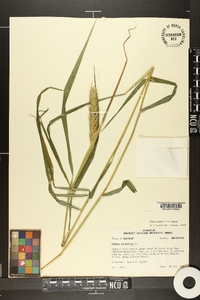 Elymus virginicus var. virginicus image