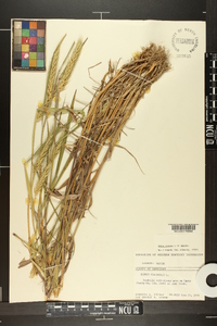 Elymus virginicus var. virginicus image