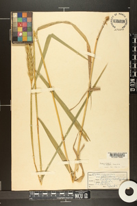 Elymus virginicus var. intermedius image