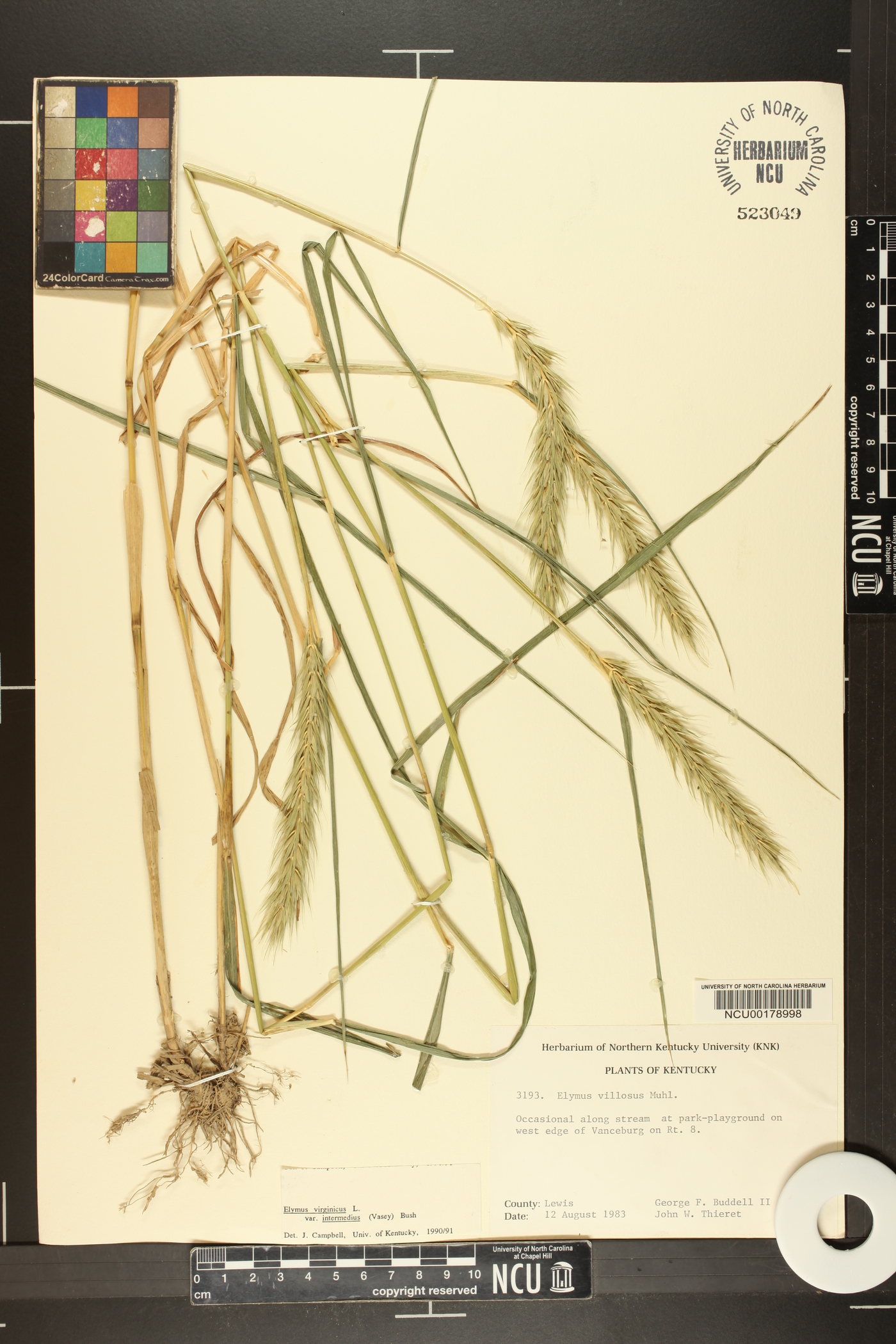 Elymus virginicus var. intermedius image