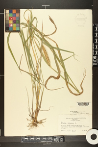 Elymus virginicus var. intermedius image