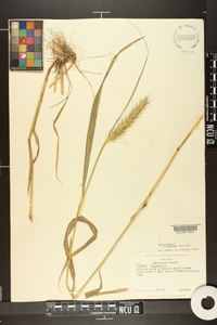 Elymus virginicus var. intermedius image