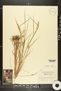 Elymus virginicus var. virginicus image