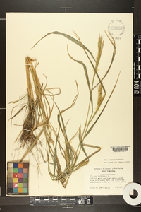 Elymus virginicus var. virginicus image