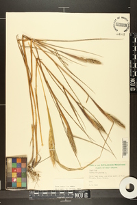 Elymus virginicus var. virginicus image