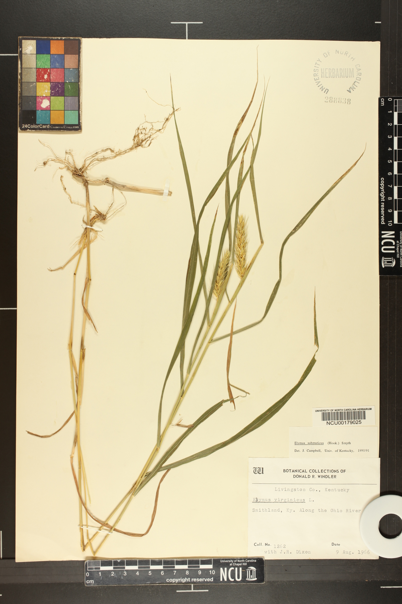 Elymus curvatus image