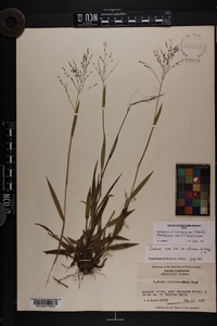 Dichanthelium villosissimum var. villosissimum image