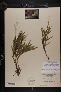 Dichanthelium villosissimum var. villosissimum image