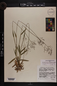 Dichanthelium villosissimum var. villosissimum image