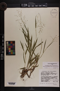 Dichanthelium villosissimum var. villosissimum image