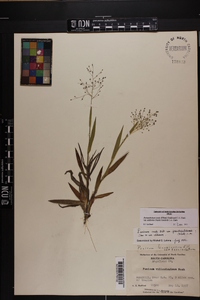 Dichanthelium ovale var. addisonii image