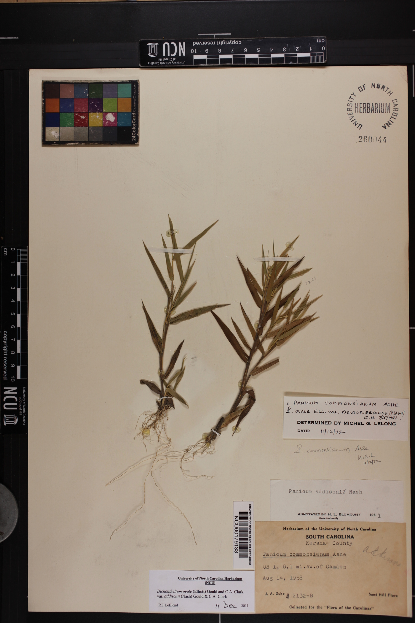 Dichanthelium ovale var. addisonii image