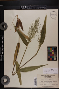 Dichanthelium polyanthes image