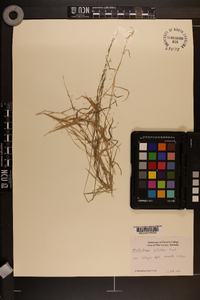 Muhlenbergia schreberi image