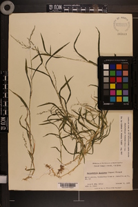 Muhlenbergia frondosa image