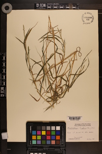 Muhlenbergia frondosa image