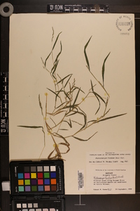 Muhlenbergia frondosa image