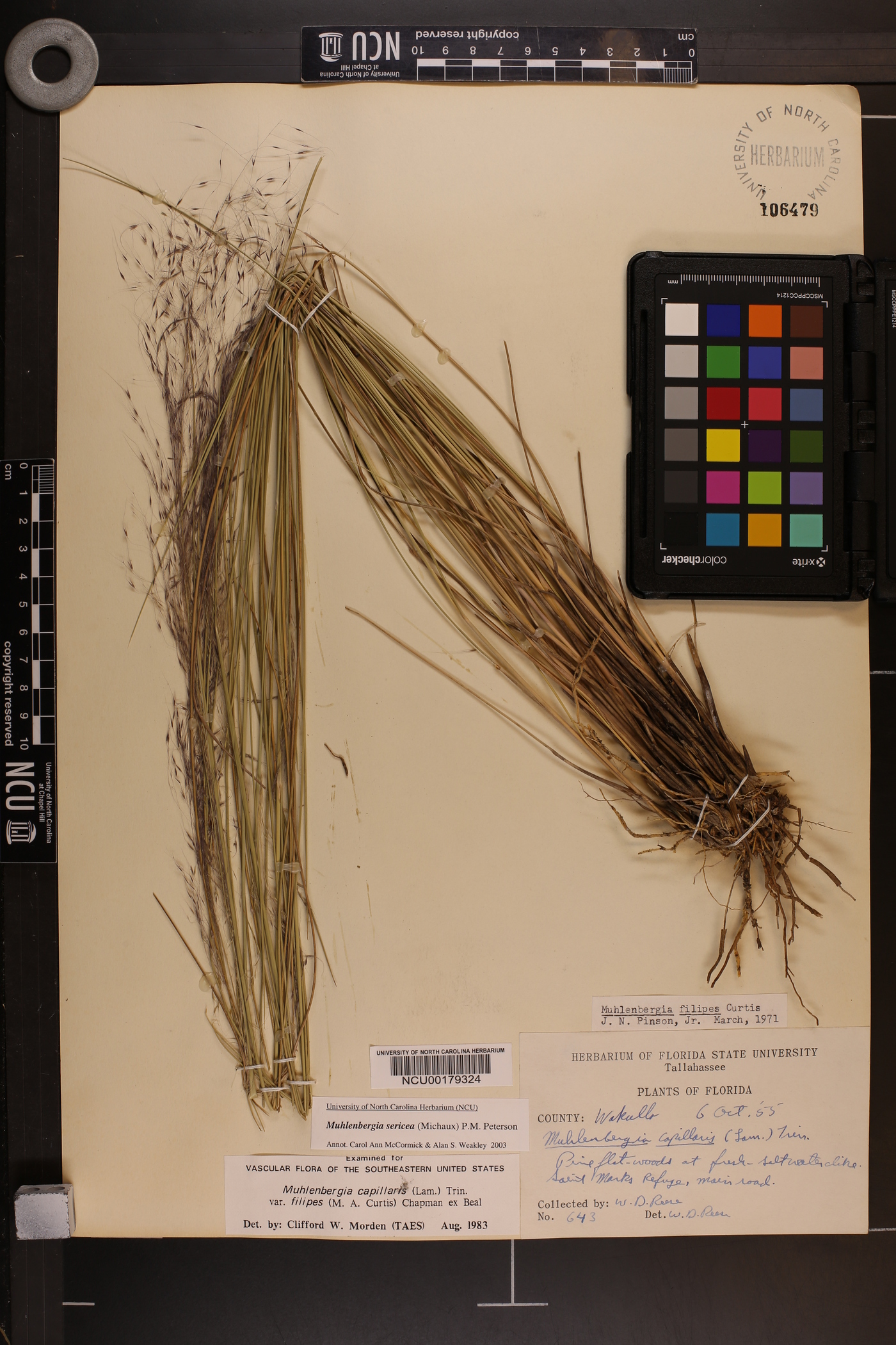 Muhlenbergia sericea image