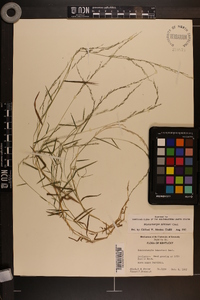 Muhlenbergia schreberi image