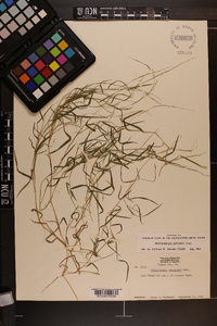 Muhlenbergia schreberi image