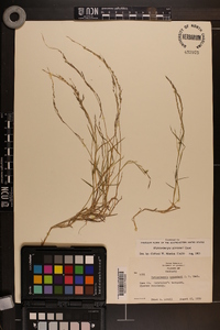 Muhlenbergia schreberi image