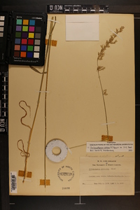 Arrhenatherum elatius image