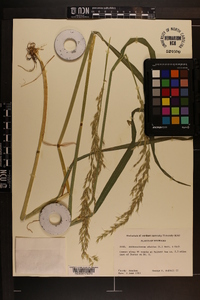 Arrhenatherum elatius image