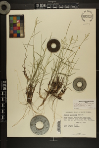 Panicum pinetorum image