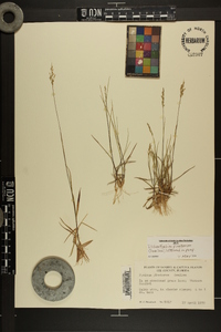 Panicum pinetorum image