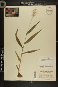 Dichanthelium polyanthes image