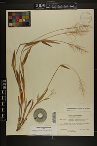 Dichanthelium sphaerocarpon image