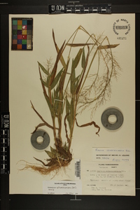 Dichanthelium sphaerocarpon image