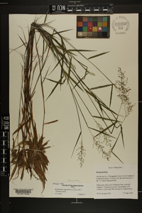 Dichanthelium acuminatum subsp. spretum image