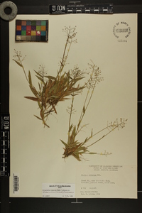 Dichanthelium strigosum var. glabrescens image