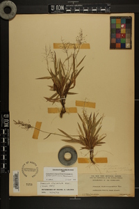 Dichanthelium strigosum var. glabrescens image