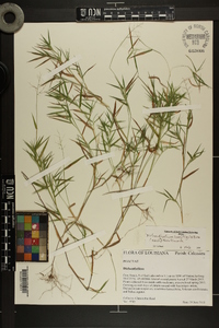 Dichanthelium acuminatum subsp. longiligulatum image