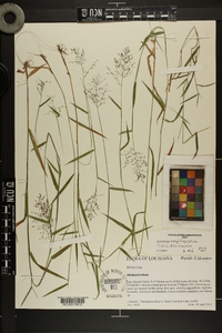 Dichanthelium acuminatum subsp. longiligulatum image