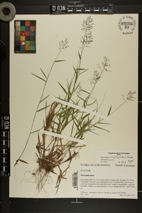 Dichanthelium acuminatum subsp. longiligulatum image