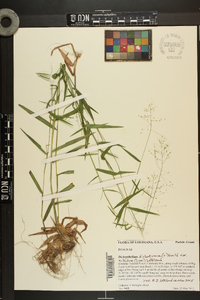 Dichanthelium dichotomum var. nitidum image