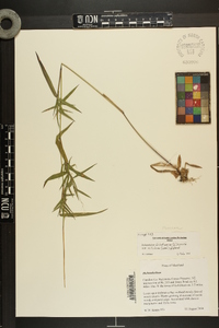 Dichanthelium dichotomum var. nitidum image