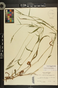 Dichanthelium dichotomum var. nitidum image