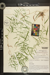 Dichanthelium dichotomum var. ramulosum image