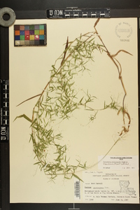 Dichanthelium dichotomum var. ramulosum image